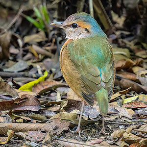 2025-02-16 059 Blue-rumped Pitta.jpg