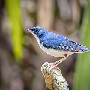 2025-02-16 066 Siberian Blue Robin.jpg