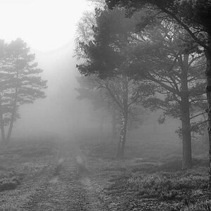 Nebelheide BW.jpg