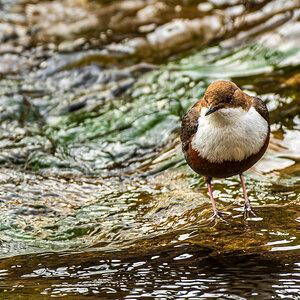 DSC_6603-NEF.jpg
