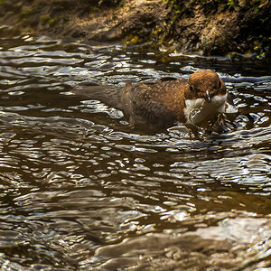 DSC_6591-NEF.jpg