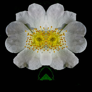 Blume.jpg