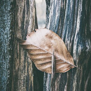 Buchenblatt