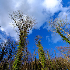 Wald.jpg
