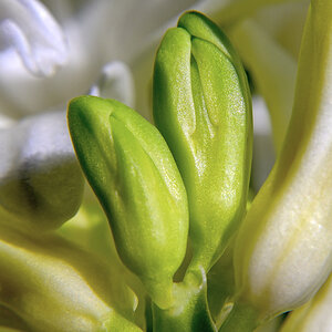 Knospen
