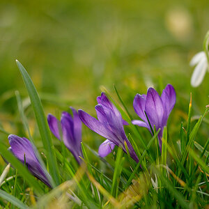 Krokus_Z7A_9287_12.jpg