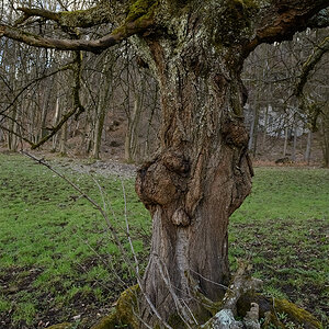 Baum.jpg