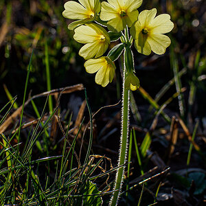 Schluesselblume.jpg