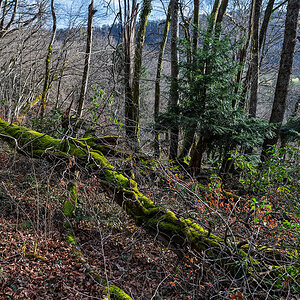 Wald.jpg