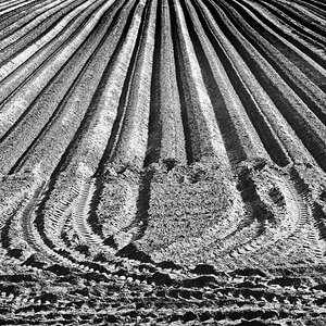 Kartoffeldämme BW.jpg