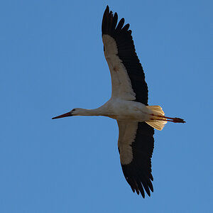 DSC_5865.JPG