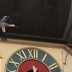 DSC_6839-Verbessert-RR.JPG