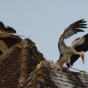 DSC_6888-Verbessert-RR.JPG