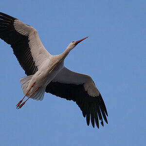 DSC_6998-Verbessert-RR.JPG