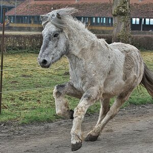 Anweiden Trappe (25).jpg