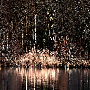 Isenhagener See Hankensbüttel.jpg