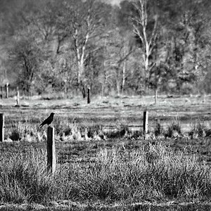 Moorkrähe BW_bearbeitet-1.jpg