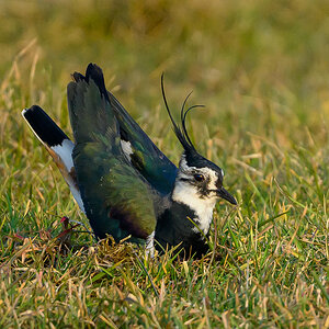 NZ9_4868_Kiebitz markiert Nestmulde_IA_3_2025.jpg