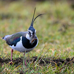 NZ9_5539_Kiebitz mit Abendbrot_Made_IA_3_2025.jpg