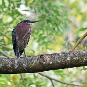 guadeloupe_gruenreiher.jpg