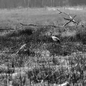 Moorkranich BW_2.jpg