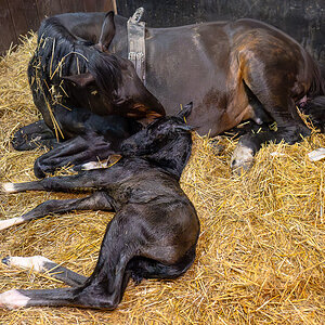 DSC_7366-Verbessert-RR.JPG