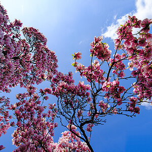Magnolien-3.jpg