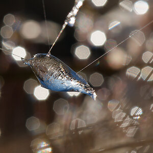 N4012653nikon.jpg