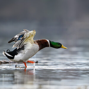 _DZ82721-Verbessert-NR.jpg