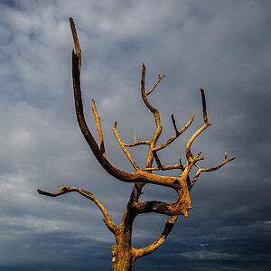 Baum.jpg