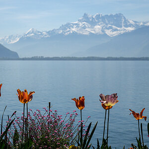 Tulpen.jpg
