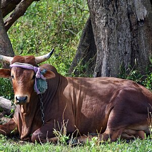 guadeloupe_rind.jpg