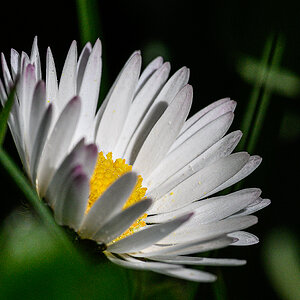 Gänseblümchen.jpg