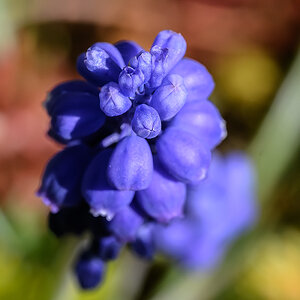 Blume.jpg