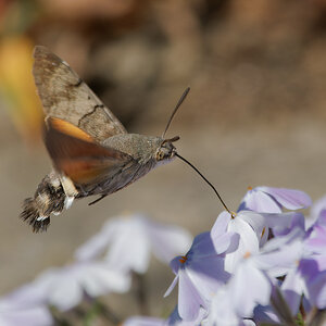 N4123242nikon.jpg