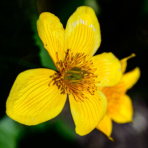 Sumpfdotterblume.jpg