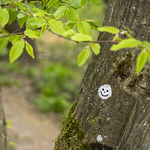 Flechten-Smiley