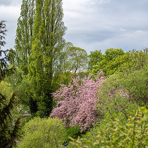 20250413-NZ7_2492.jpg