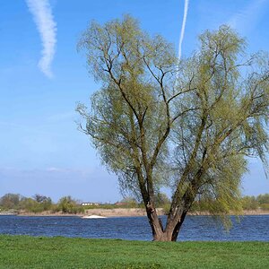 Weide an der Elbe.jpg