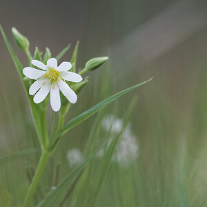 N4153577nikon.jpg