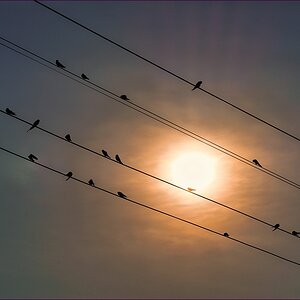 comp_2Birds-lumi.jpg