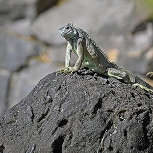 guadeloupe_leguan_1.jpg