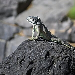 guadeloupe_leguan_2.jpg