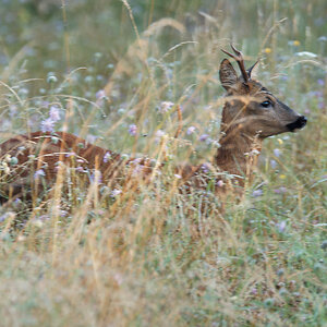 P7254614nikon.jpg