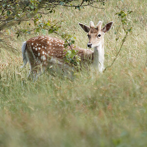 P6054485nikon.jpg