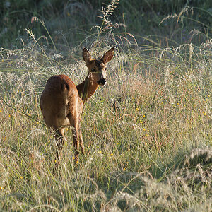 P6217797nikon.jpg