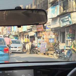 2025-04-02 08 Cows in Haldwani.jpg
