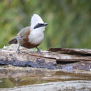 2025-04-03 04 White-crested Laughingthrush.jpg