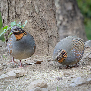 2025-04-03 07 Rufous-throated Partridges.jpg
