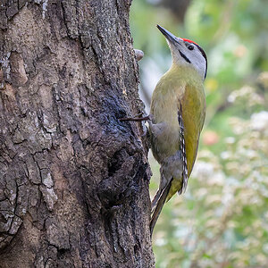 2025-04-03 14 Grey-headed Woodpecker.jpg